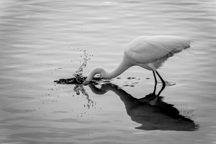 black and white photo of great egret feeding in water, by Robert Ho