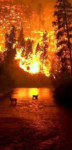 photo of a large wildfire with two deer visible in the middle distance