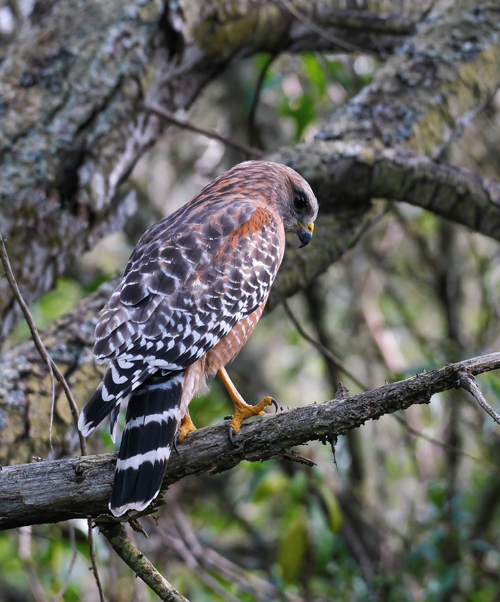red-shouldered hawk perched on a branch, photo by Robert Ho