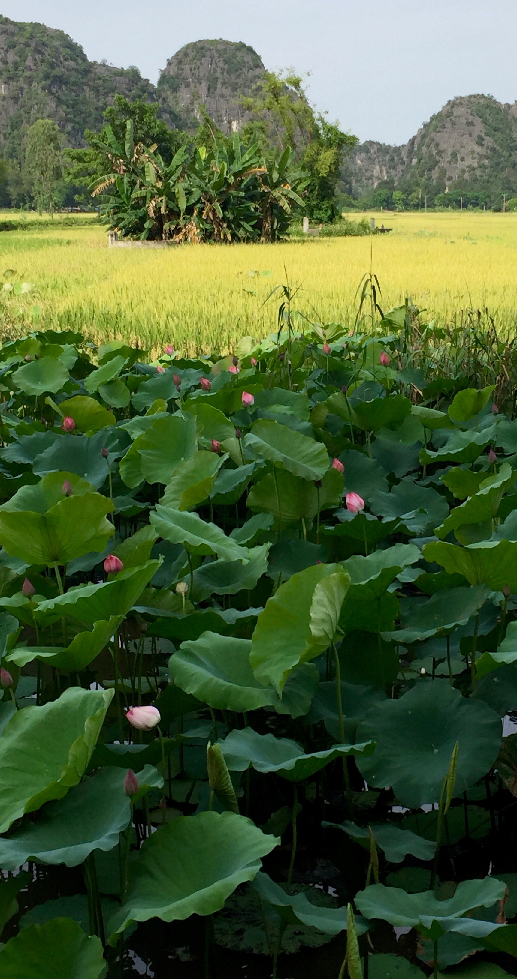 lotus flowers and rice fields in Vietnam