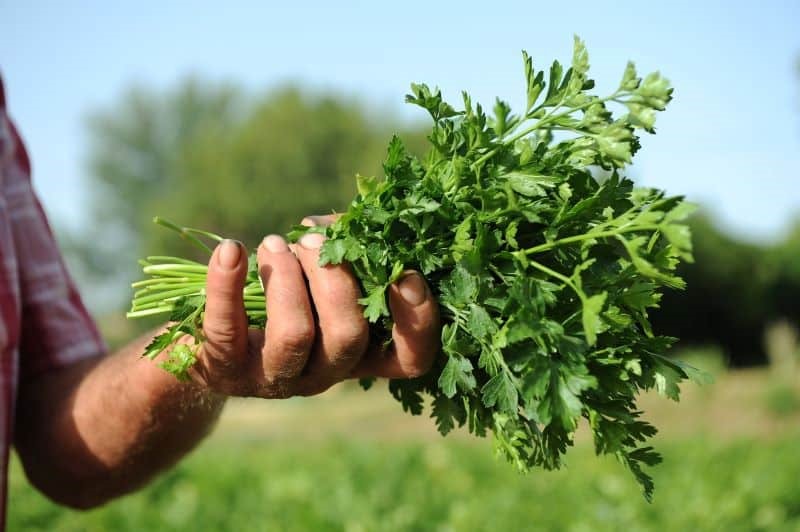 close up photo of a farm worker's hand holding a bunch of parsley