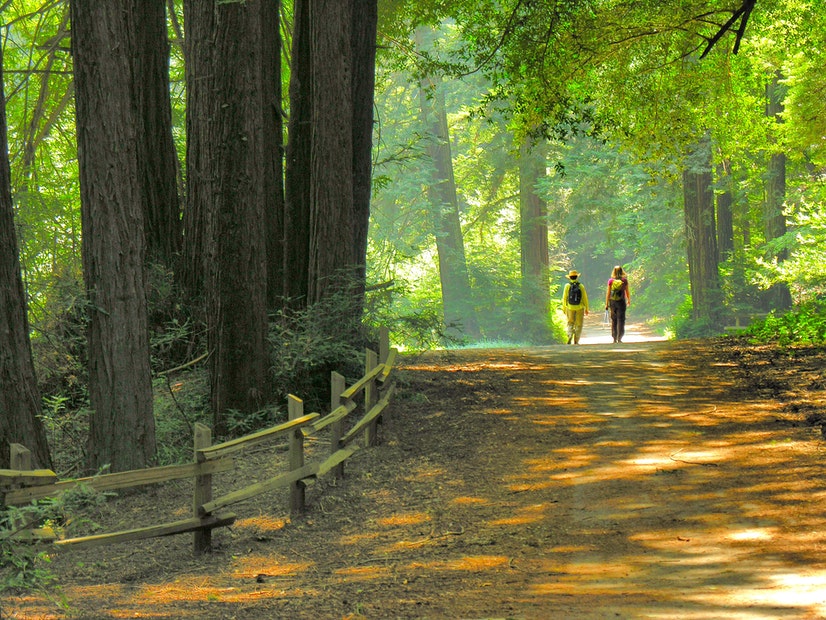 two people walk among green trees in Redwood Regional Park